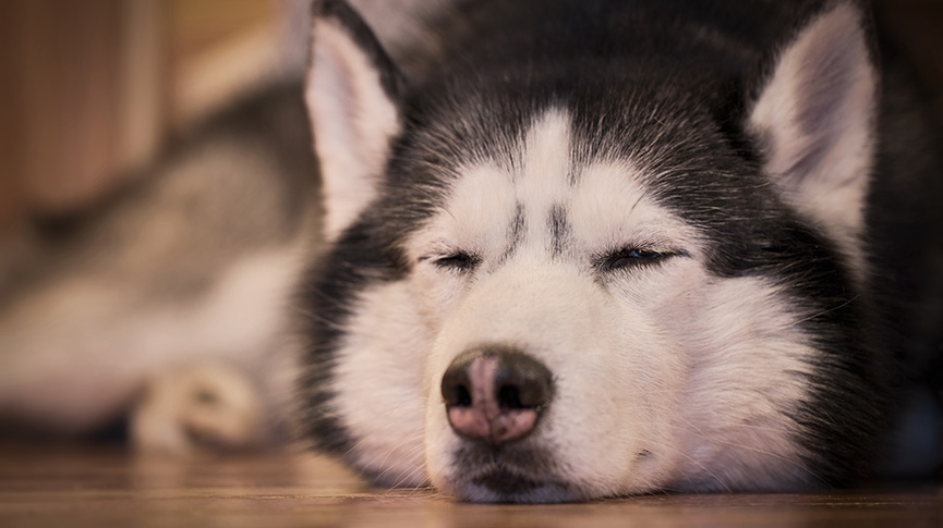雪橇三傻-哈士奇不只是meme狗-性格特點-健康問題-飼養注意事項